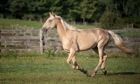 Tennessee Walking Horse Breed Profile