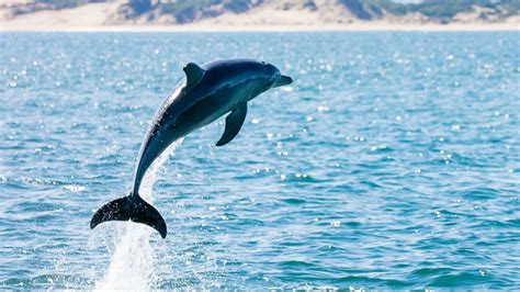 All About dolphins – All about animals