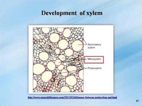 Introduction to tracheophyte - YouTube