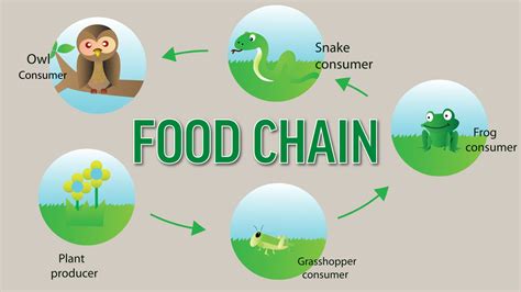 Main Difference Between a Food Chain and a Food Web