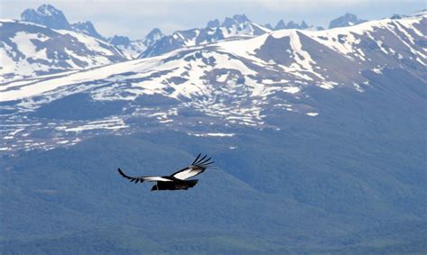 Condor in flight at the Andes | Seni anime