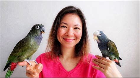 PIONUS PARROTS as PETS - EVERYTHING You Wanted to KNOW - YouTube