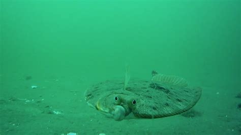 The Fascinating Flounder - My Fishing Cape Cod