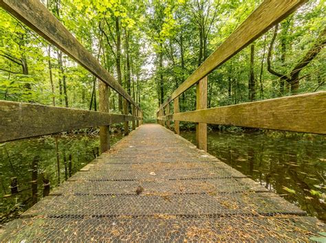 Black Hanging Bridge Surrounded by Green Forest Trees · Free Stock Photo