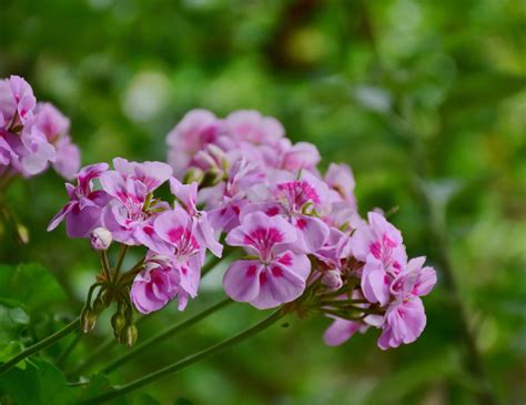 A guide to choosing and growing plants in an orangery