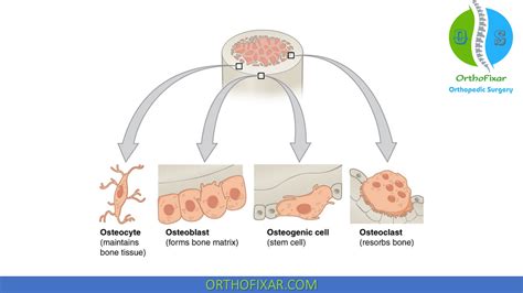 Bone Cells: Osteoblasts, Osteoclasts & Osteocytes | OrthoFixar 2024