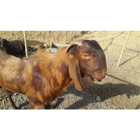 Male Sirohi Pure Breed Goat at best price in Banswara | ID: 19040802248