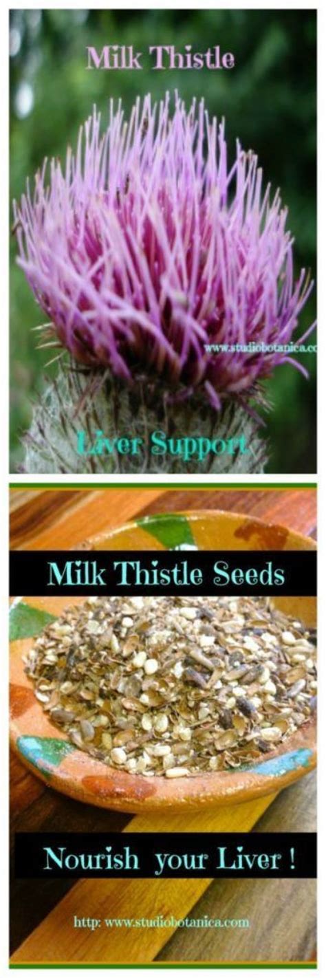 Milk ThistlePowerful liver support. detoxifies protects liver excellent for improving digestion ...