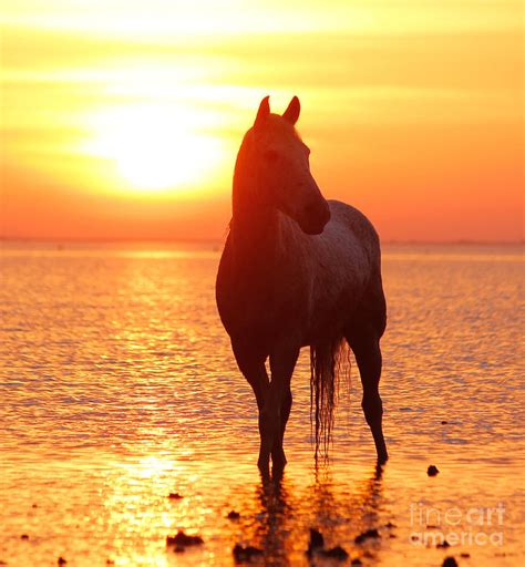 Wild Horses - a horse is the best friend ever