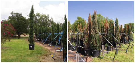 Italian Cypress Tree Diseases Pictures : Spider mites hide in the dust ...