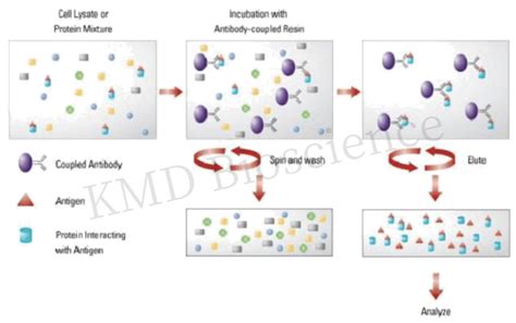 KMD Bioscience talk about Immunoprecipitation: Applications and ...