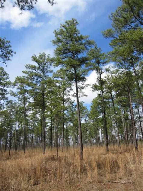 Pine Trees in Arkansas: 5 Varieties That Grow In This State