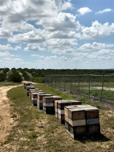 Head To This Unique Honey Farm In Florida For A Bee-autiful Adventure | Florida, Florida ...