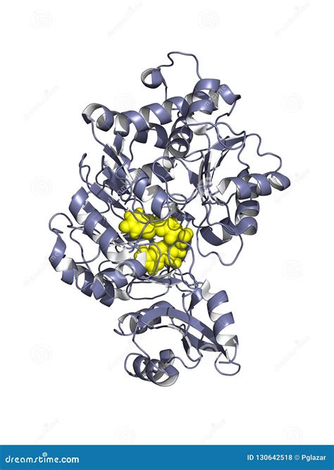 Luciferase model stock illustration. Illustration of pharmaceutical ...