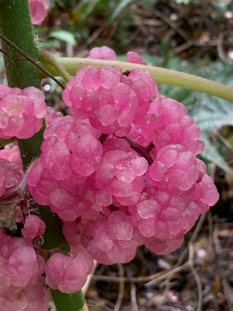 Dendrocnide moroides - Gympie Stinger (plant) | Herbalistics