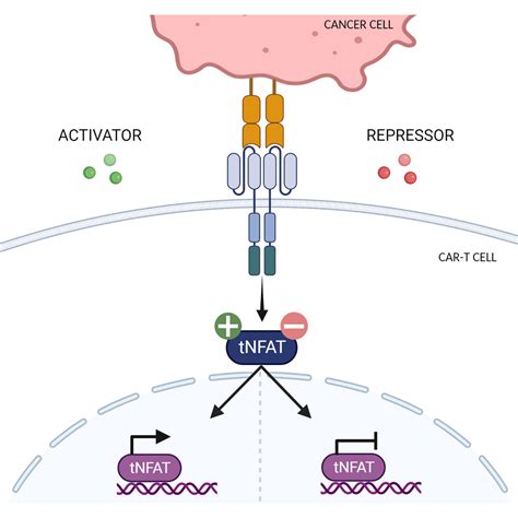 Regulation of CD19 CAR-T cell activation based on an engineered downstream transcription factor ...