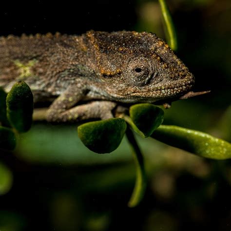 Activities and Attractions at the Renosterveld Centre - Overberg Renosterveld Trust