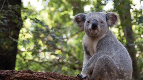 7 Unique Wildlife Experiences in South Australia | Intrepid Travel Blog