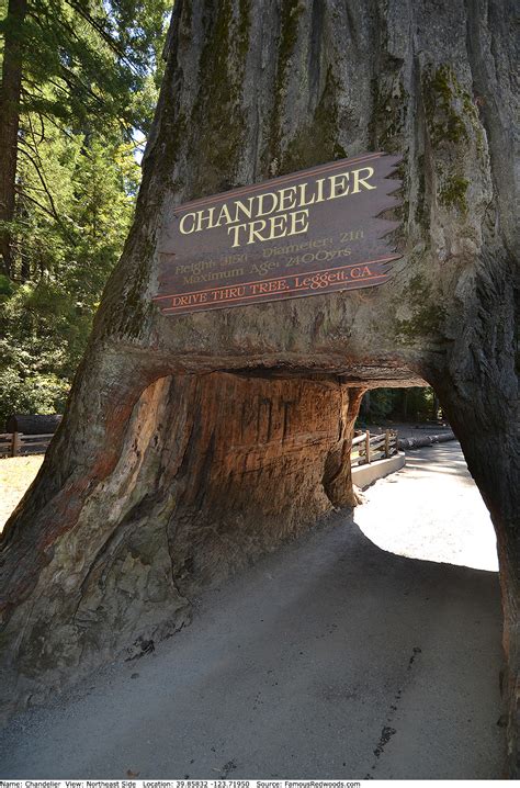 Chandelier Tree - Famous Redwoods