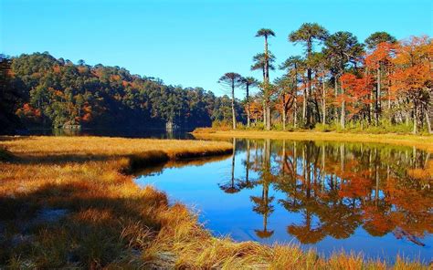 nature, Landscape, Lake, Forest, Dry Grass, Hill, Water, Reflection, Trees, Chile, Fall ...