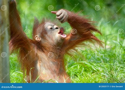 A Baby Orangutan In The Wild. Indonesia. The Island Of Kalimantan (Borneo). Stock Illustration ...