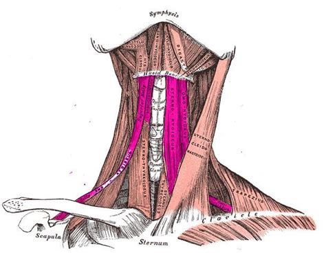 Infrahyoid muscles - Alchetron, The Free Social Encyclopedia