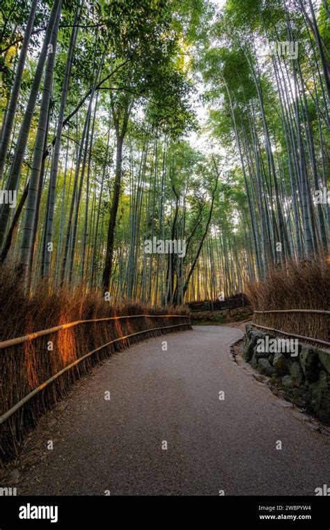 Arashiyama bamboo forest at sunrise in Kyoto, Japan Stock Photo - Alamy