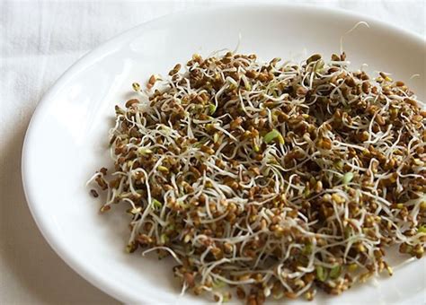 Alfalfa Sprouts | How to grow Alfalfa Sprouts