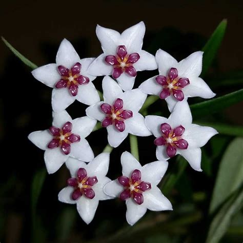 Hoya Plant Species - The Good Earth Garden Center