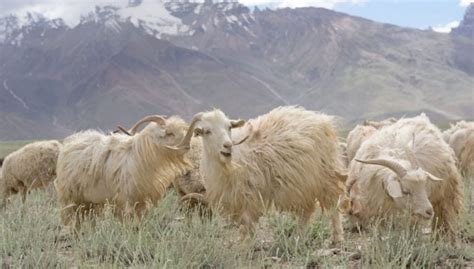 11 Best Cashmere Goat Breeds - The Happy Chicken Coop