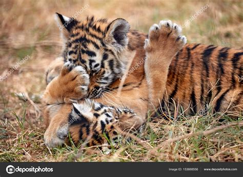 Cute little tiger cubs | Cute little Tiger cubs playing in the grass — Stock Photo © Baranov ...