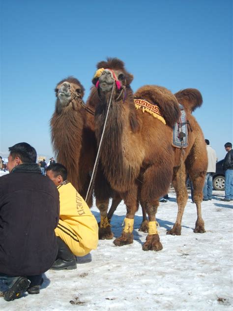 Racing Camel in Mongolia | Copyright-free photo (by M. Vorel) | LibreShot