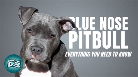 Pitbull Puppies Pa / Pin On Dogs For Adoption / Pitbull puppies are ...