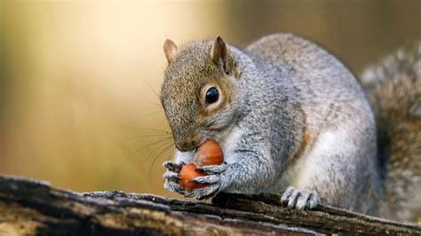 Grey Squirrel (Sciurus carolinensis) - Woodland Trust