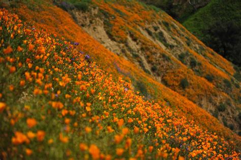 Best Time to See Chino Hills State Park Wildflowers in Los Angeles 2024