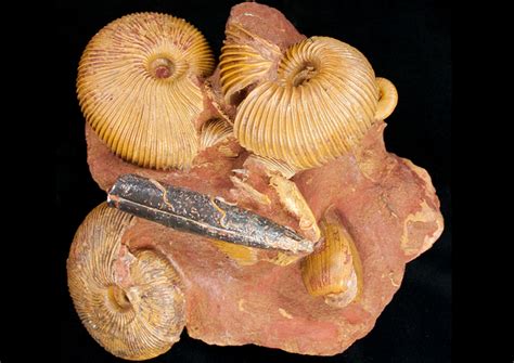 Fossils - What is a Fossil? - FossilEra.com