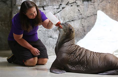 SeaWorld’s baby walrus is learning how to swim without mom’s help ...