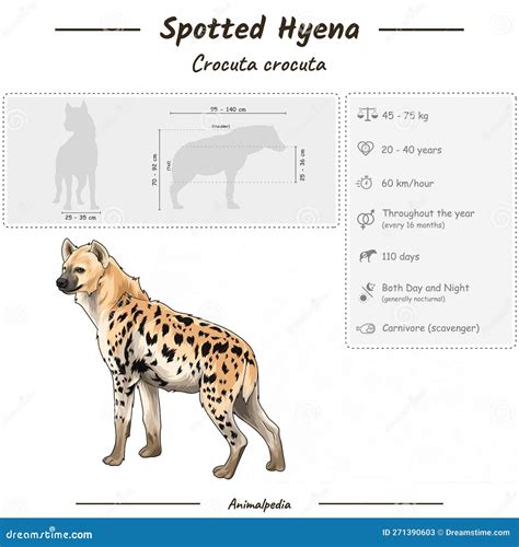 Infographic Of A Spotted Hyena Cartoon Vector | CartoonDealer.com #271390603