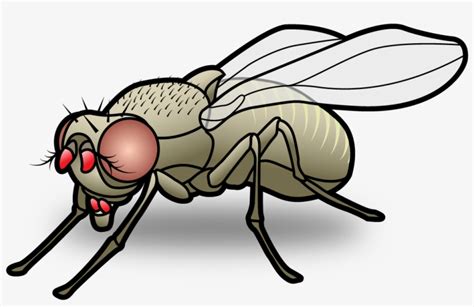 Fly Cartoon Png PNG Image | Transparent PNG Free Download on SeekPNG