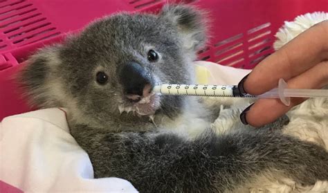 You can help even if you can't nurse joeys around the clock | Hawkesbury Gazette | Richmond, NSW