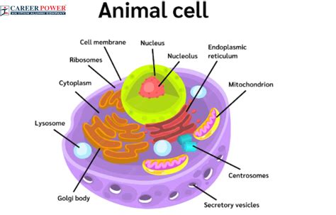 Animal Cell Diagram, Structure, Parts, Definition and Functions