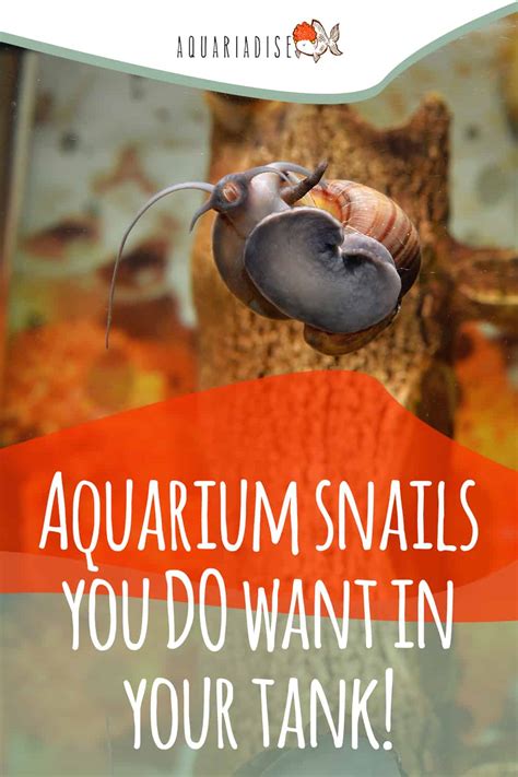 Aquarium Snails You Do Want In Your Tank! - Aquariadise