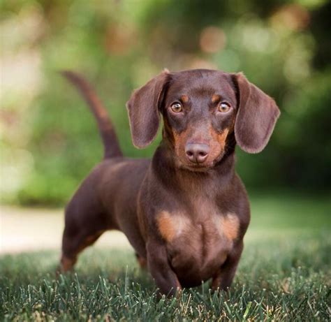 Chocolate And Tan Dachshund : Adorable Mini smooth chocolate/tan dachshunds | Newton ...