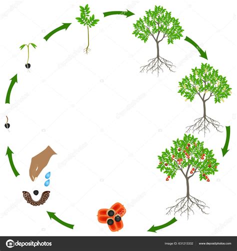 Life Cycle Blighia Sapida Tree White Background Stock Vector Image by ...