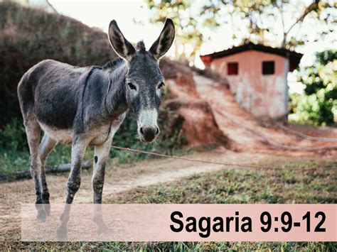 Sagaria 9:9-12 – 9 Julie – Preekriglyne