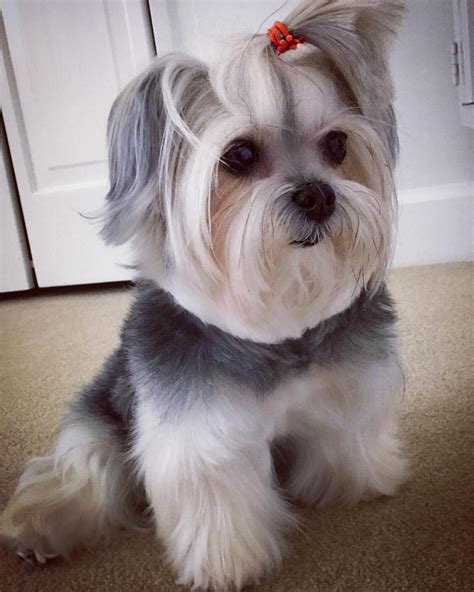 Morkie Shelly on Instagram: ““Quando tudo pra você for nada, lembre-se que para alguém você é ...