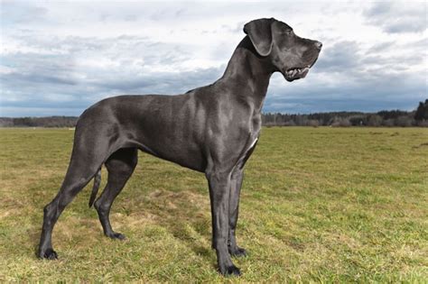 Biggest dogs - 10 Biggest dogs breed In the world 2017