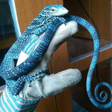 Blue Tree Monitor Facts and Pictures | Reptile Fact