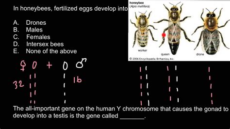 Genetics of honeybees - YouTube