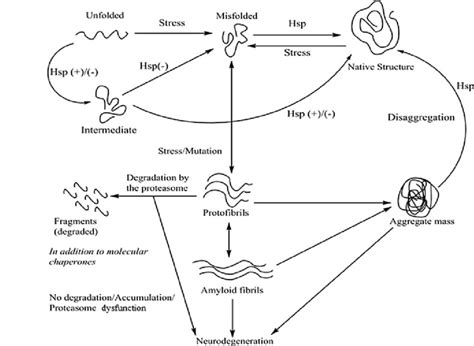 Protein folding follows the transition through folding intermediates... | Download Scientific ...